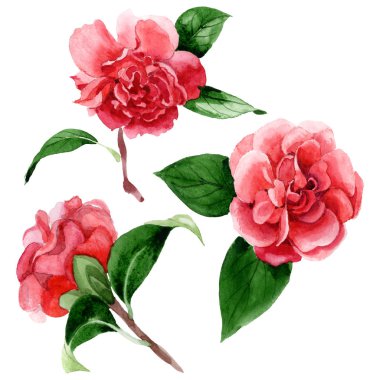 Pink camellia flowers with green leaves isolated on white. Watercolor background illustration elements. clipart