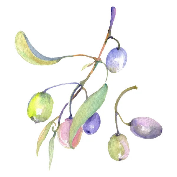 Branches Olivier Avec Des Fruits Verts Des Feuilles Ensemble Illustration — Photo