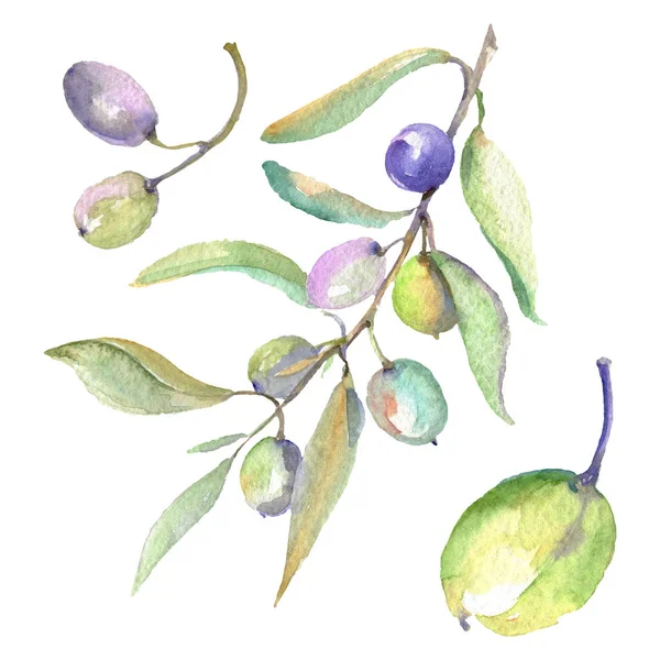 Olive branches with green fruit and leaves. Watercolor background illustration set. 