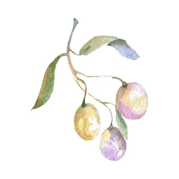 Оливковая ветвь с зелеными фруктами и листьями изолированы на белом. Акварельный набор иллюстраций
. 