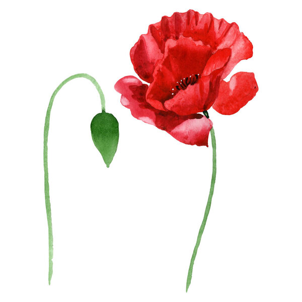 Red poppy flower with green bud isolated on white. Watercolor background illustration set. 