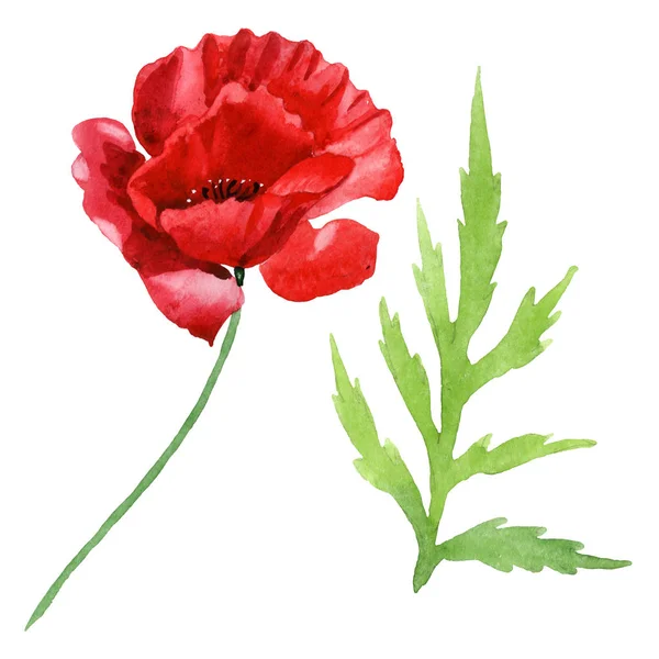 Piros Mák Virág Zöld Levél Izolált Fehér Akvarell Háttérillusztráció Készlet — Stock Fotó