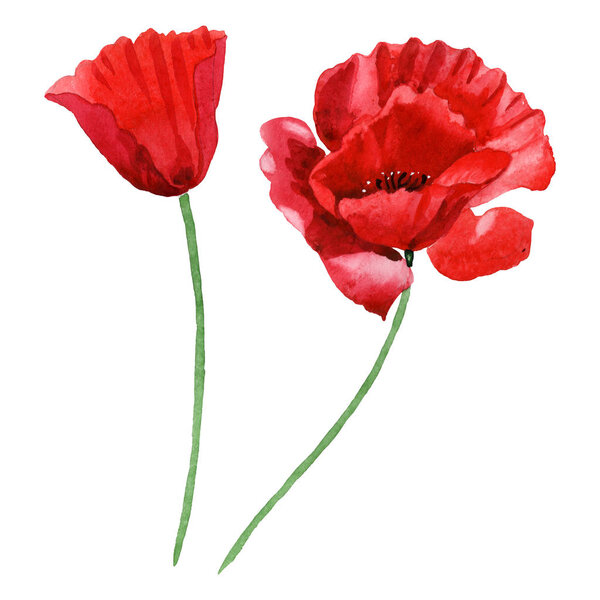 Red poppies isolated on white. Watercolor background illustration set.