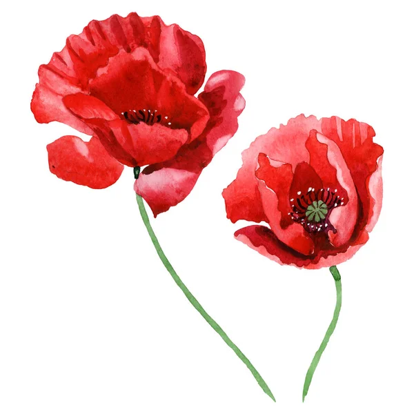 Coquelicots Rouges Isolés Sur Blanc Ensemble Illustration Fond Aquarelle — Photo