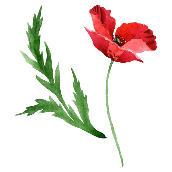 Красный цветок мака с зеленым листом изолирован на белом. Акварельный набор иллюстраций
. 