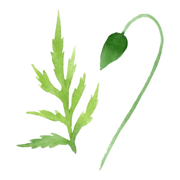 Mohnblütenknospe Mit Grünem Blatt Isoliert Auf Weiß Aquarell Hintergrund Illustration — Stockfoto
