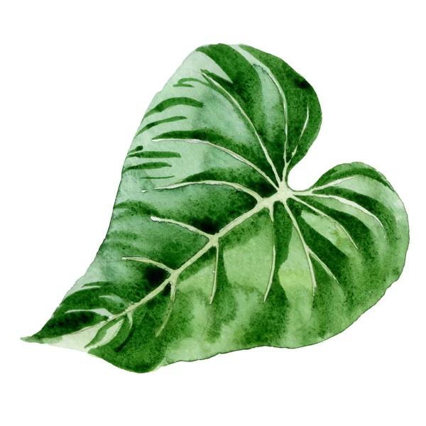 Hoja Palma Hawaiana Tropical Exótica Aislada Sobre Fondo Acuarela Blanca — Foto de Stock