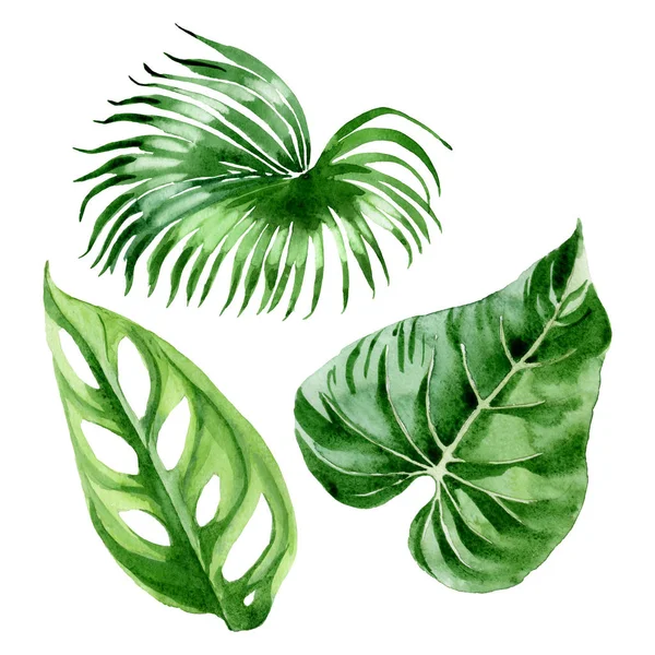 Folhas Palmeira Exóticas Tropicais Havaianas Isoladas Branco Conjunto Ilustração Fundo — Fotografia de Stock