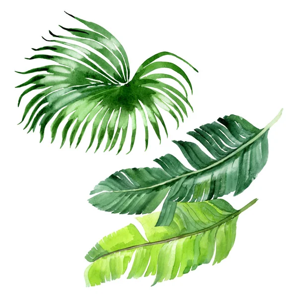 Exotic tropical hawaiian palm tree leaves isolated on white. Watercolor background illustration set. 
