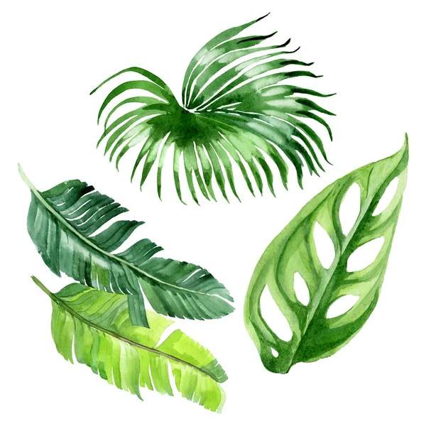 Exotic tropical hawaiian palm tree leaves isolated on white. Watercolor background illustration set. 