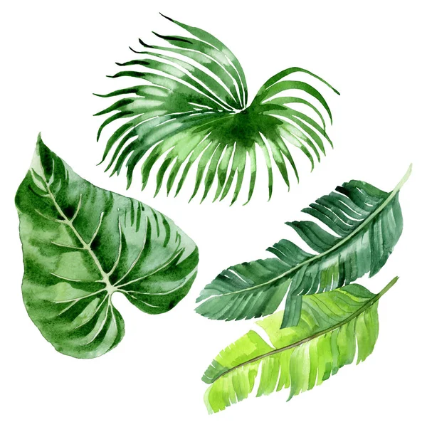 Feuilles Exotiques Tropicales Hawaïennes Palmier Isolées Sur Blanc Ensemble Illustration — Photo