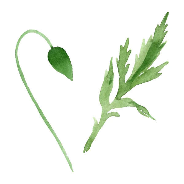Fiorellino Papavero Con Foglia Verde Isolata Bianco Acquerello Sfondo Illustrazione — Foto Stock
