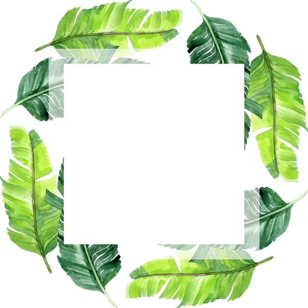 Exotic tropical hawaiian palm tree leaves isolated on white. Watercolor background illustration set. Frame ornament with copy space.