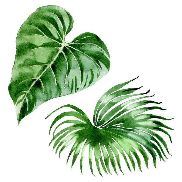 Exotic tropical hawaiian palm tree leaves isolated on white. Watercolor background illustration set. 