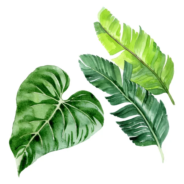 Exotic tropical hawaiian palm tree leaves isolated on white. Watercolor background illustration set. 