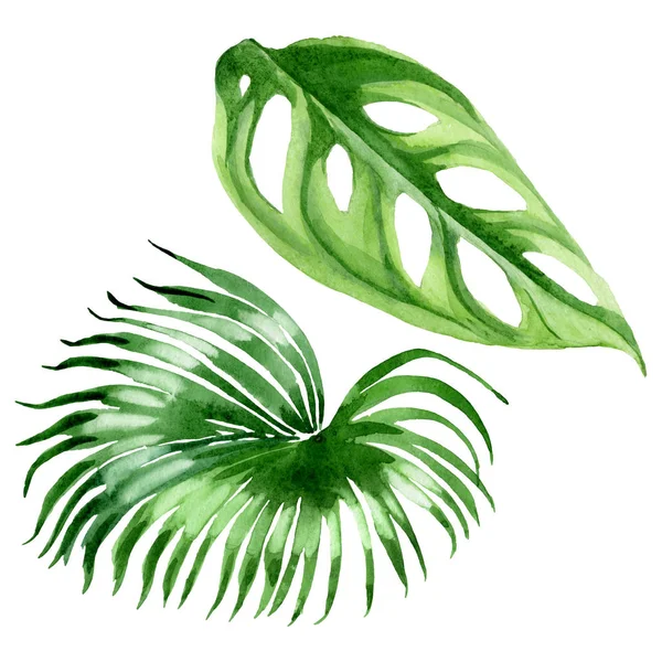 Exotic Tropical Hawaiian Palm Tree Leaves Isolated White Watercolor Background — Stock Photo, Image