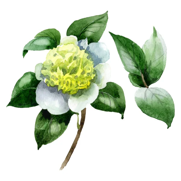 White camellia flower with green leaves isolated on white. Watercolor background set.