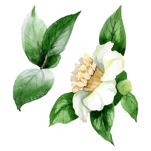 White camellia flower with green leaves isolated on white. Watercolor background set.