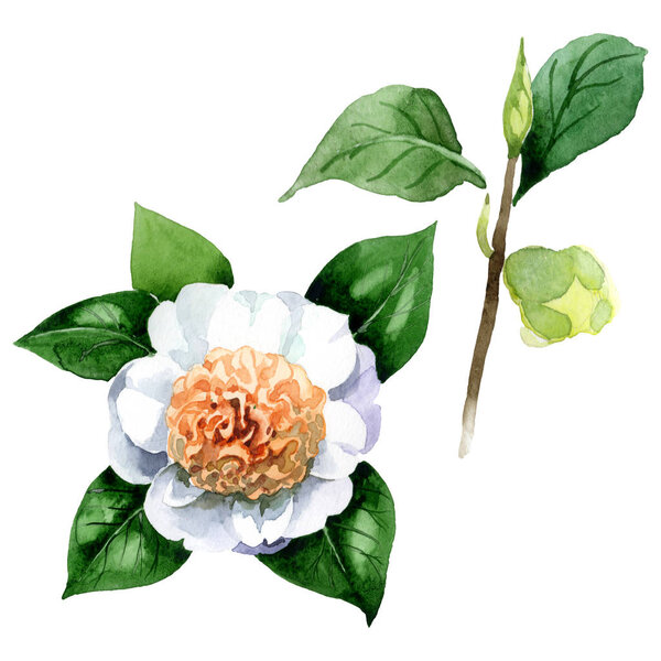 White camellia flower with green leaves isolated on white. Watercolor background set.
