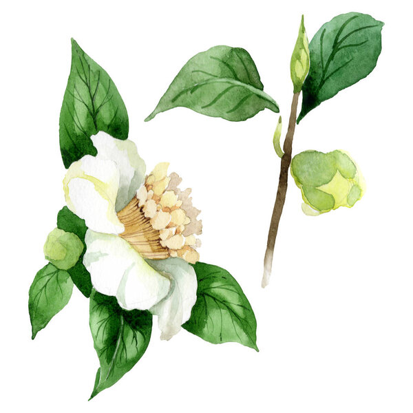 White camellia flower with green leaves isolated on white. Watercolor background set.