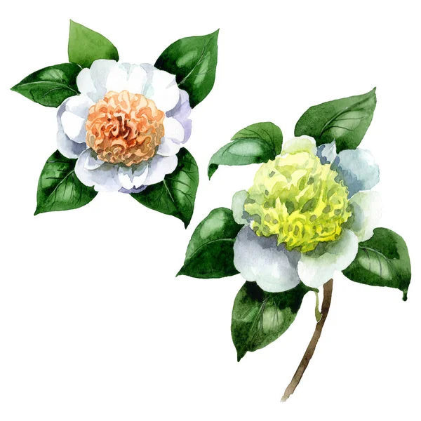 White Camellia Flowers Green Leaves Isolated White Watercolor Background Set — Stock Photo, Image