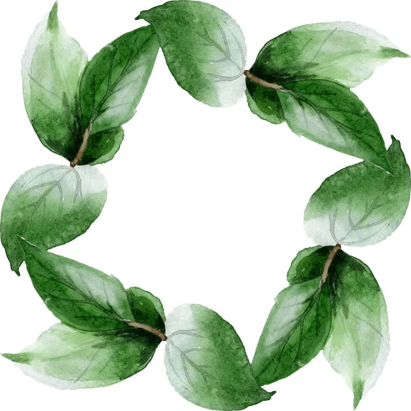 绿色山茶花叶与白色隔离 水彩背景插图集 带复制空间的边框装饰框架 — 图库照片