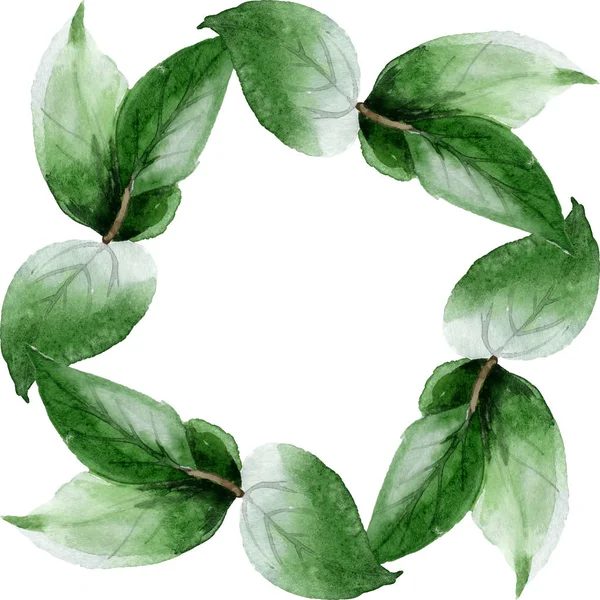Green camellia leaves isolated on white. Watercolor background illustration set. Frame border ornament with copy space.