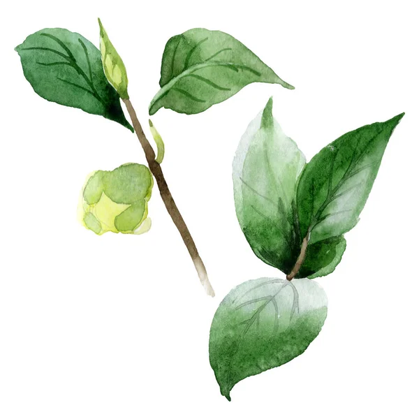 Camellia bud with green leaves isolated on white. Watercolor background set.
