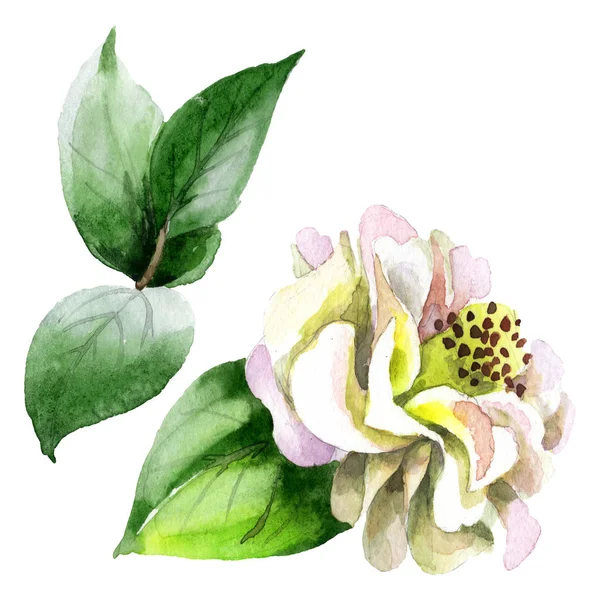White camellia flower with green leaves isolated on white. Watercolor background set.