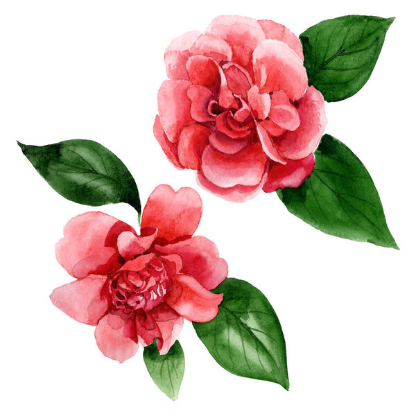 Pink camellia flowers with green leaves isolated on white. Watercolor background illustration elements.