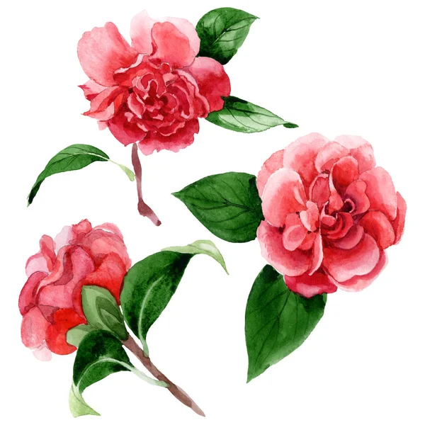 Rosafarbene Kamelienblüten Mit Grünen Blättern Auf Weißem Grund Aquarell Hintergrund — Stockfoto