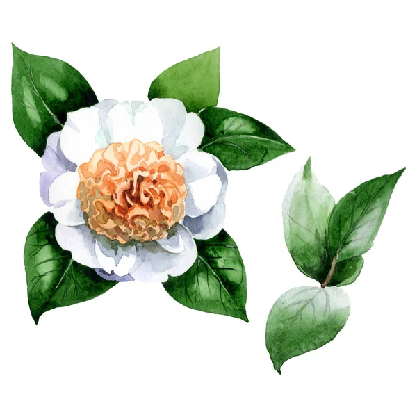 Bílý Květ Kamélie Zelenými Listy Izolovanými Bílém Nastavení Pozadí Akvarelu — Stock fotografie