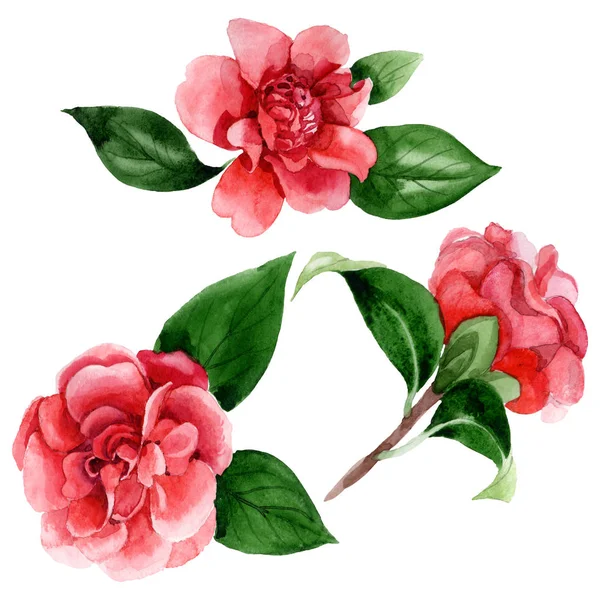 Flores Camelia Rosa Con Hojas Verdes Aisladas Blanco Elementos Ilustración — Foto de Stock