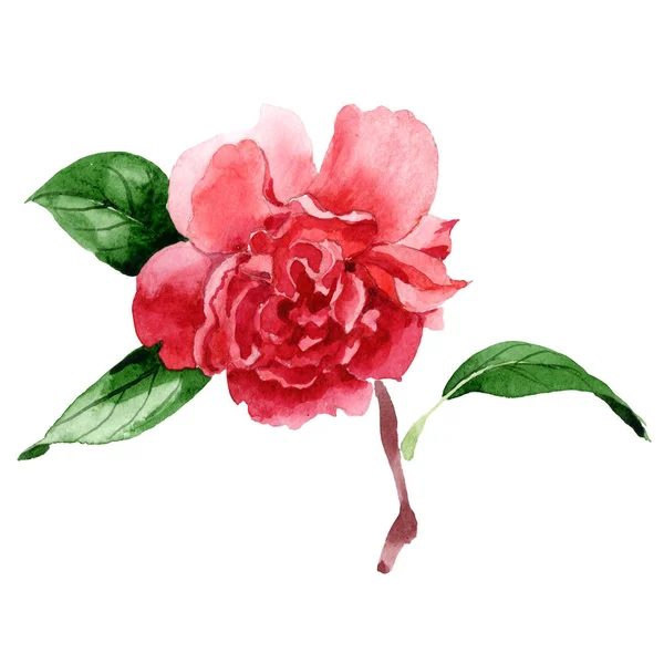 Roze Camellia Bloem Met Groene Bladeren Geïsoleerd Wit Aquarel Achtergrond — Stockfoto