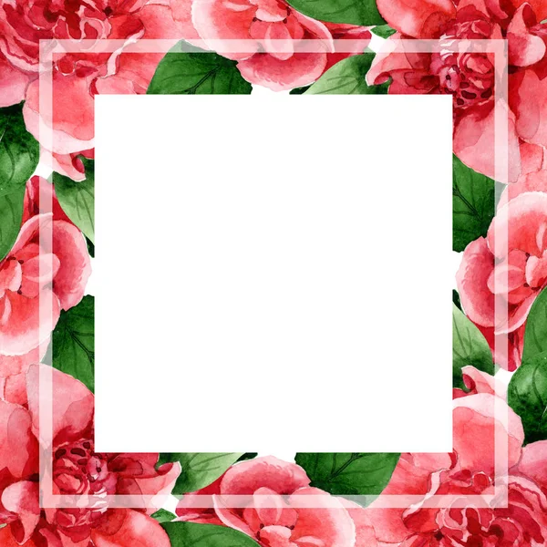 Flores Camélia Rosa Com Folhas Verdes Isoladas Branco Conjunto Ilustração — Fotografia de Stock