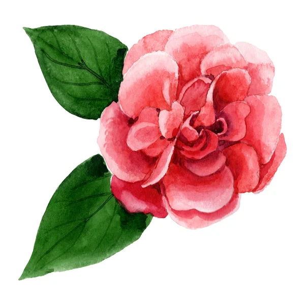 Roze Camellia Bloem Met Groene Bladeren Geïsoleerd Wit Aquarel Achtergrond — Stockfoto