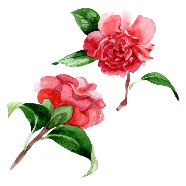 Flores Camélia Rosa Com Folhas Verdes Isoladas Branco Elementos Ilustração — Fotografia de Stock