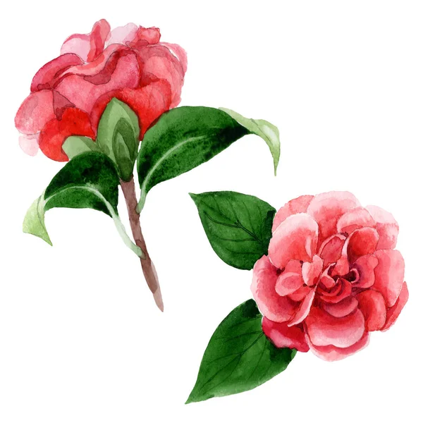 Roze Camellia Bloemen Met Groene Bladeren Geïsoleerd Wit Aquarel Achtergrond — Stockfoto