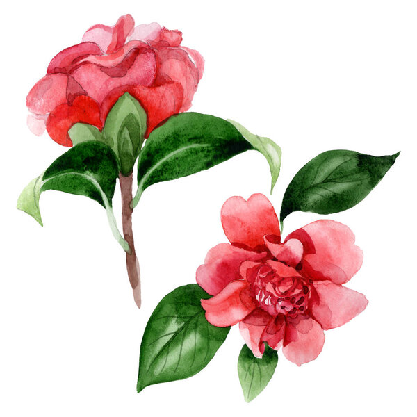 Pink camellia flowers with green leaves isolated on white. Watercolor background illustration elements.