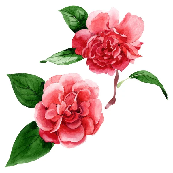 Fiori Camelia Rosa Con Foglie Verdi Isolate Bianco Acquerello Sfondo — Foto Stock