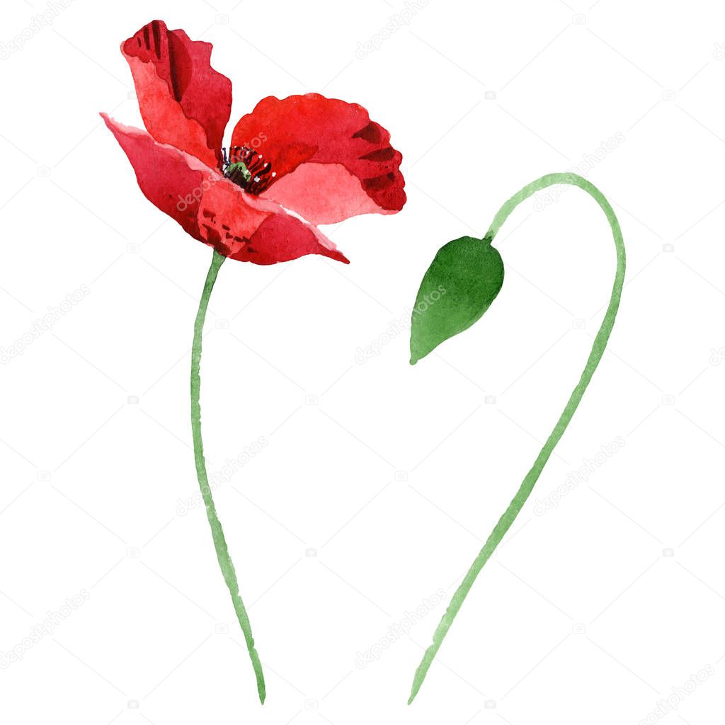 Red poppy flower with green bud isolated on white. Watercolor background illustration set. 