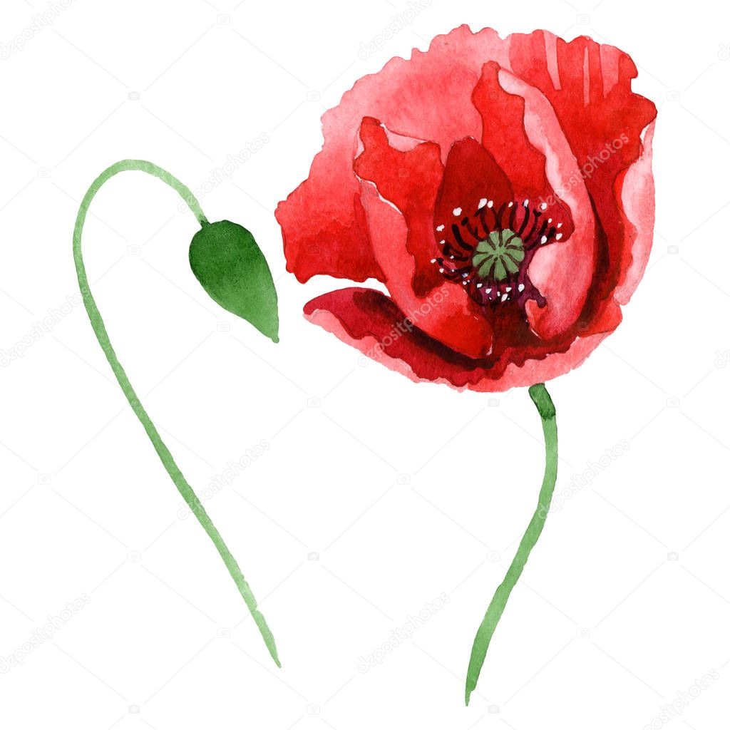Red poppy flower with green bud isolated on white. Watercolor background illustration set. 