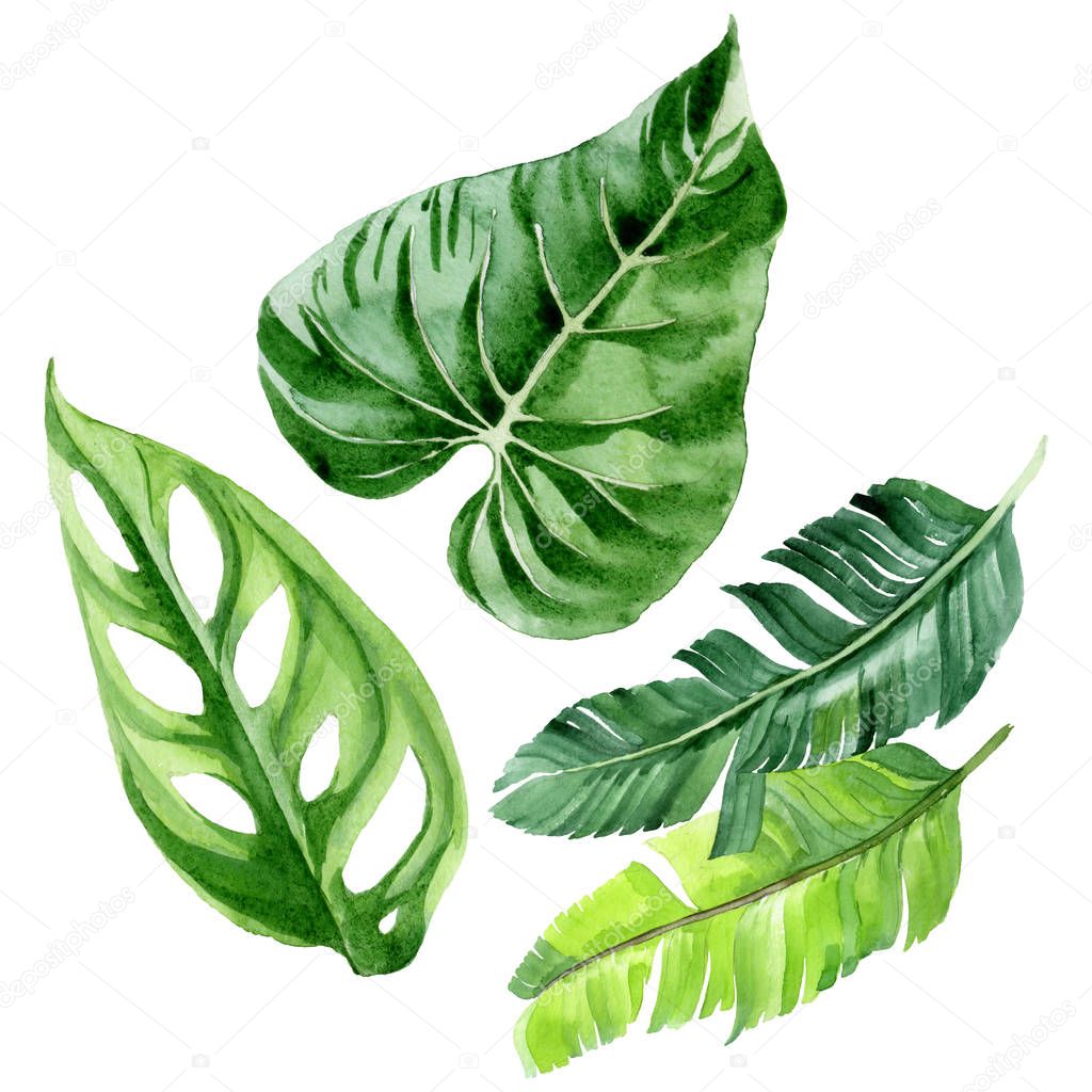 Exotic tropical hawaiian palm tree leaves isolated on white. Watercolor background illustration set. 