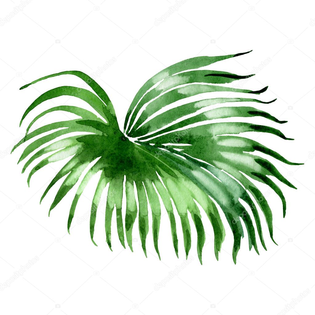 Exotic tropical hawaiian palm leaf isolated on white Watercolor background illustration element.