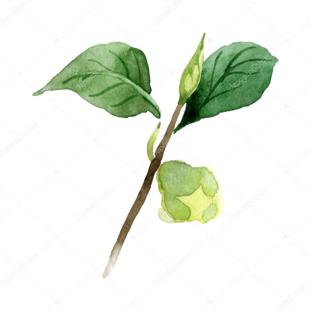 Camellia bud with green leaves isolated on white. Watercolor background set.