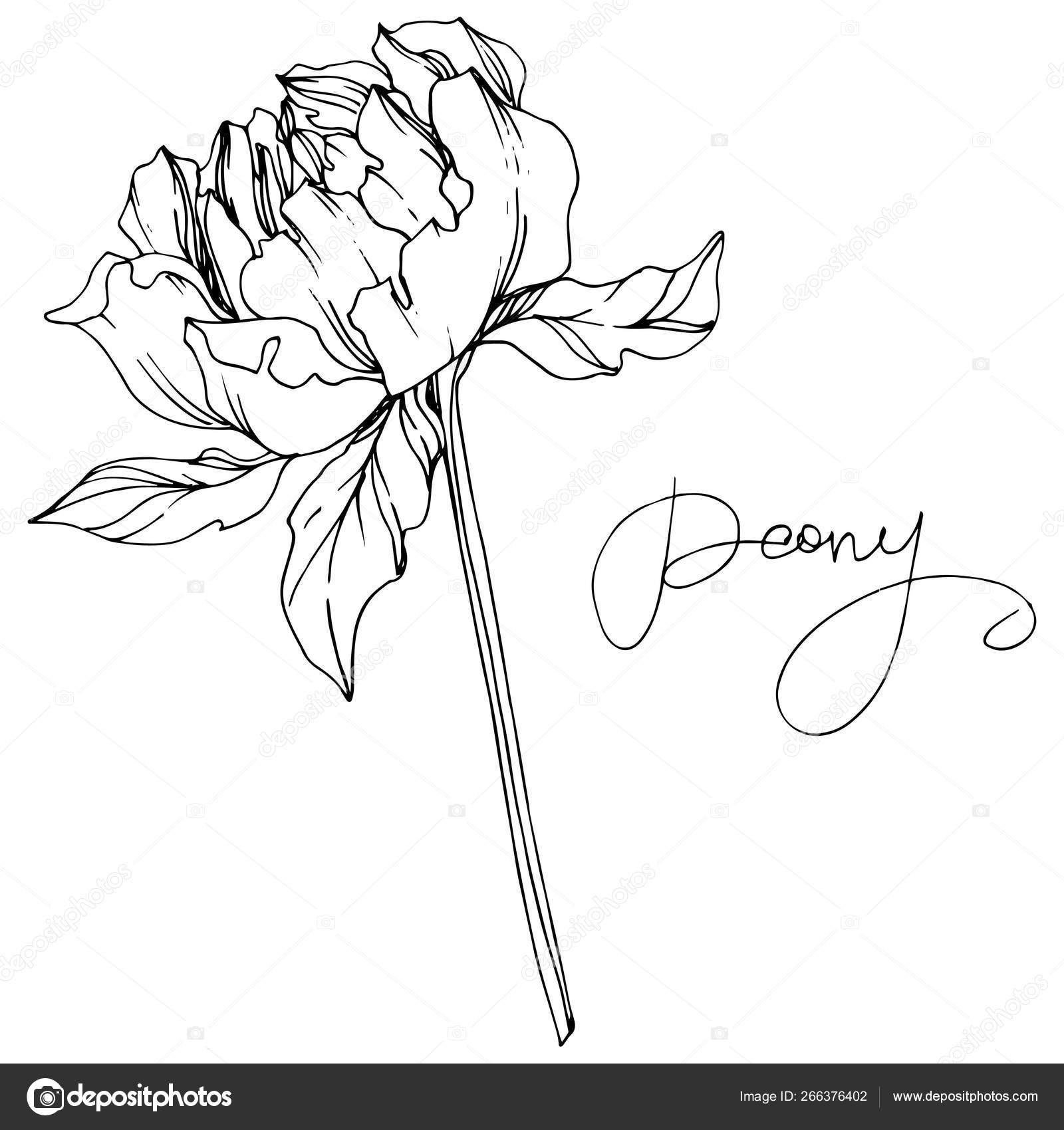 Vector Peony Flower Leaves Isolated White Peony Lettering Black White Stock Vector Image By C Andreyanush 266376402