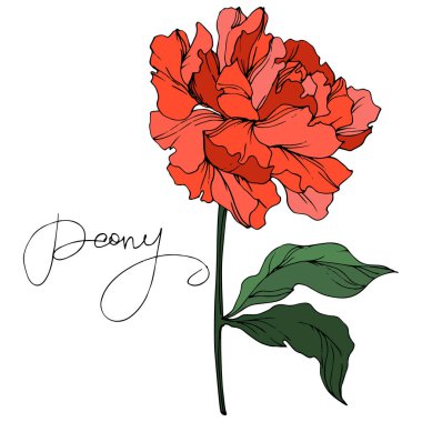Vector peony flower with leaves isolated on white with peony lettering. Purple and green engraved ink art on white background. clipart