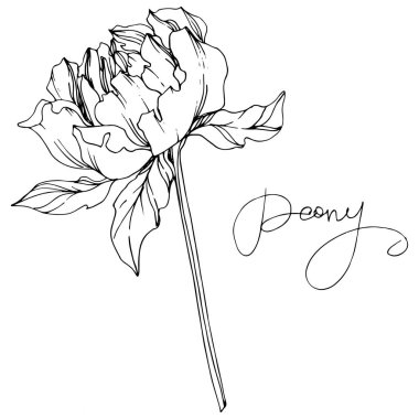 Kunoni yazı ile beyaz izole yaprakları ile Vektör şakayık çiçek. Siyah beyaz oyulmuş mürekkep sanatı.