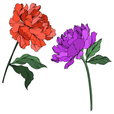 Beyaz izole yaprakları ile Vektör şakayıklar. Mor, kırmızı ve yeşil kazınmış mürekkep sanatı beyaz arka plan üzerine.