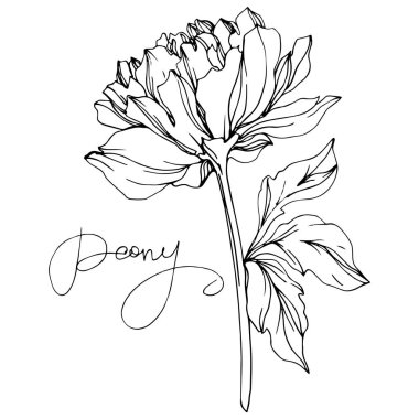 Vector peony flower with leaves isolated on white with peony lettering. Black and white engraved ink art. clipart